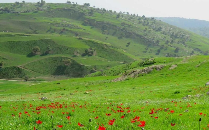 شاهد كيف أفسدت نفايات الأردنيين جمال أم النمل